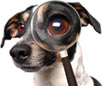 The Search Pup!